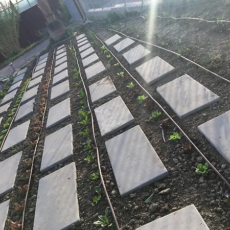 Bbriccione ריצ'יונה